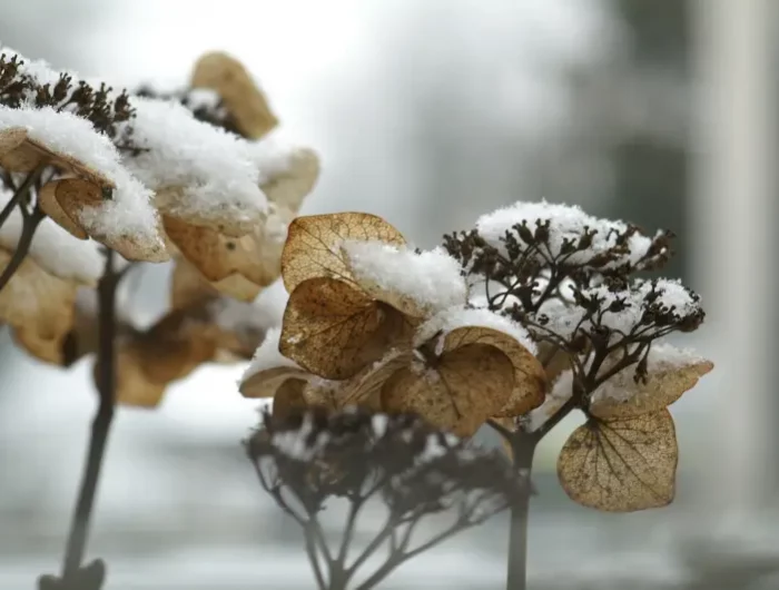 neige hydrangea fleur sechee arbuste jardin decoratif hiver