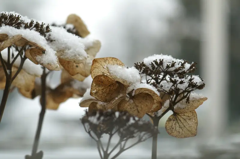 neige hydrangea fleur sechee arbuste jardin decoratif hiver
