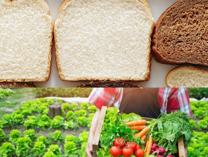 nourriture des cultures avec du pain pour croissance rapide tranche de pain et legumes dans une cagette