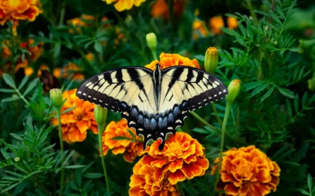 papillons jardin feuillage conseils entretien oeillets d inde