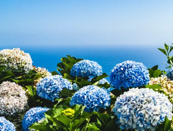paysage mer ciel arbuste hydrangea hortensia bleu