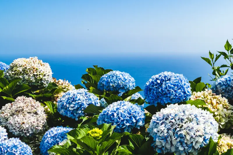 paysage mer ciel arbuste hydrangea hortensia bleu