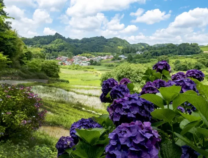 paysage nature ciel montagne village arbuste fleuri hydrangea violet