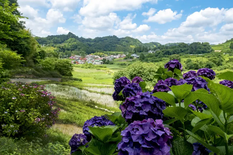 paysage nature ciel montagne village arbuste fleuri hydrangea violet