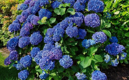 peut on cultiver les hortensias en pot dans le jardin