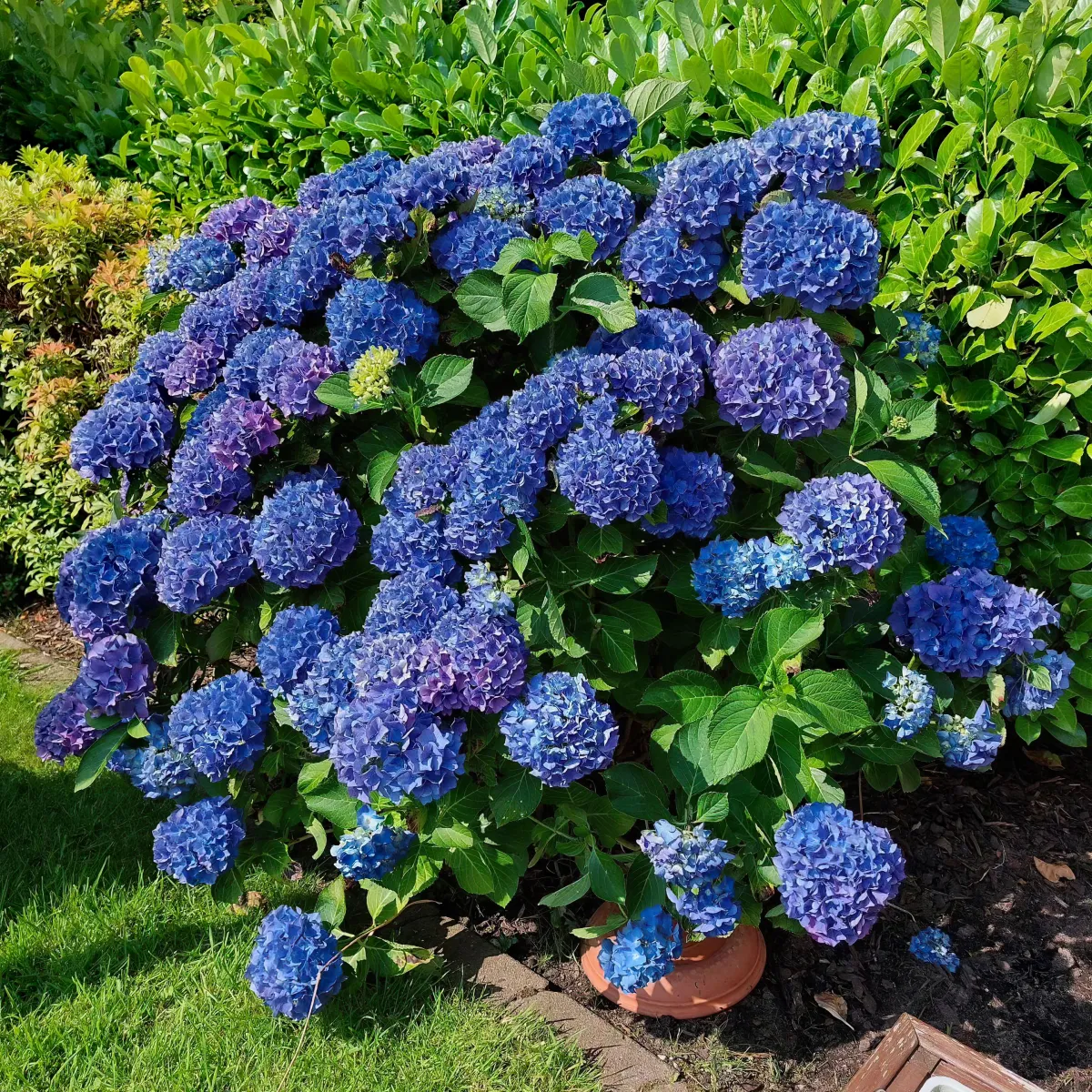 peut on cultiver les hortensias en pot dans le jardin