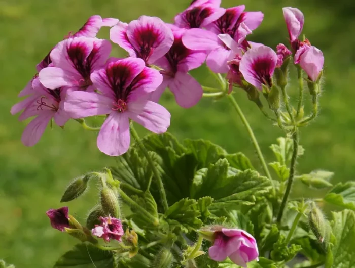 pétales rose et pourpre pelargonium odorant anti moustique plante efficace contre insectes