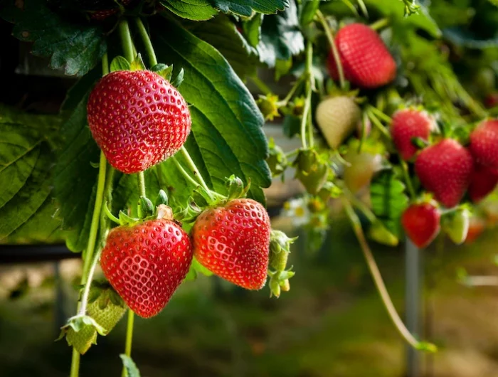 plantation des fraises rouges