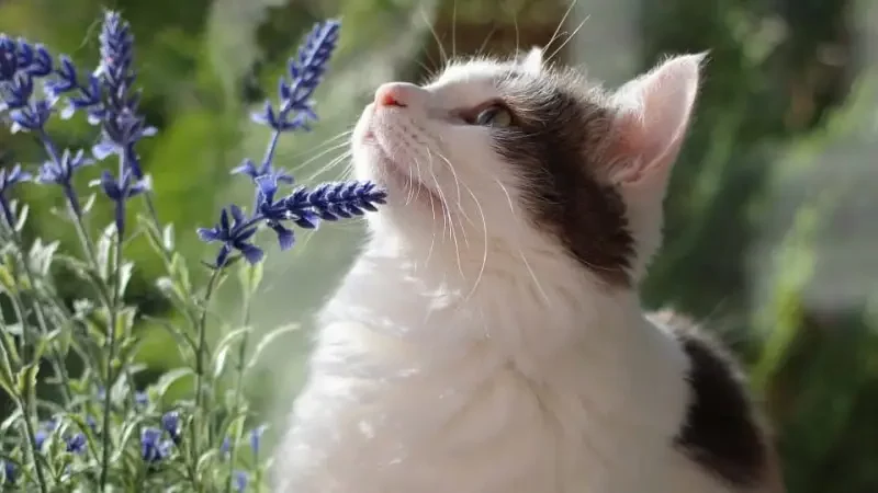 plante anti chat un chat qui sent une lavande