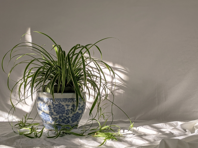 plante araignee pot blanc et bleu lumiere mur blanc vide