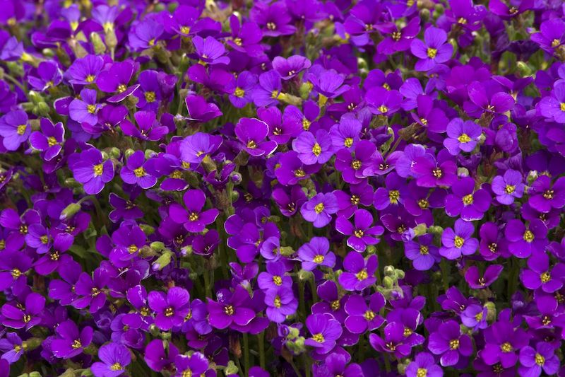 plante de rocaille rampante couleur violette aubriètes