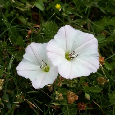 plante fleurie envahissante dangereuse pour les cultures