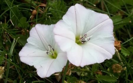 plante fleurie envahissante dangereuse pour les cultures