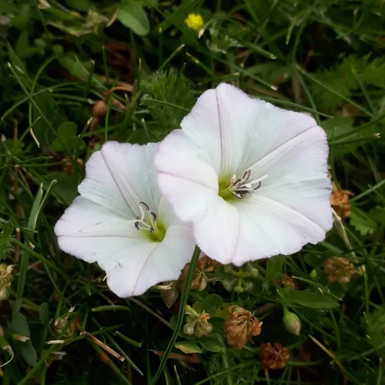 plante fleurie envahissante dangereuse pour les cultures