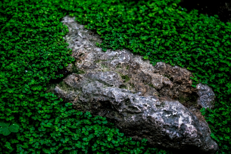 plante rampante couvre sol feuillage vert ombre humidite sol mousse arbre
