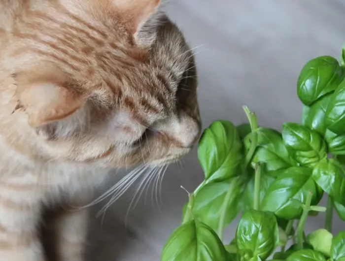 plante repulsif chat un chat et une plante verte