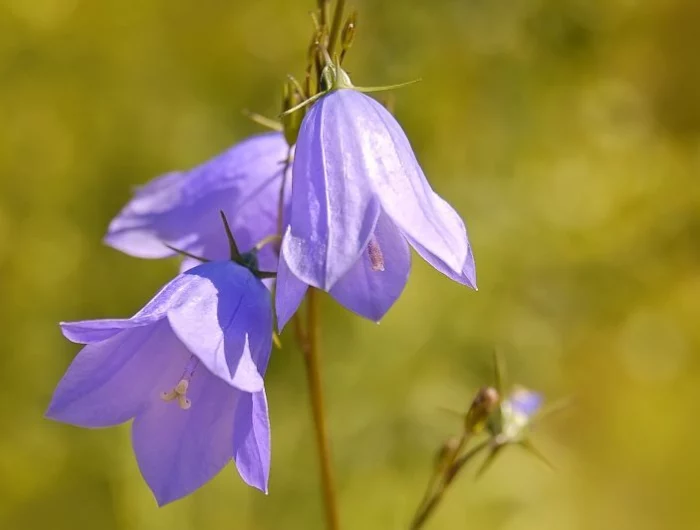 plante vivace fleurit tout l'été la campanule avec des fleurs mauves