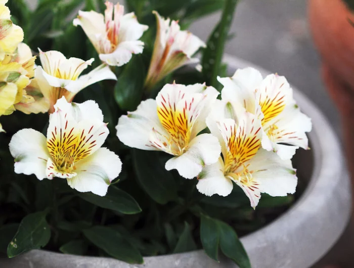 plante vivace fleurit tout l'été lis des incas dans un pot fleurs blanches avec un coeur jaune