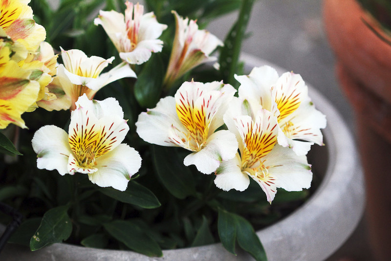 plante vivace fleurit tout l'été lis des incas dans un pot fleurs blanches avec un coeur jaune