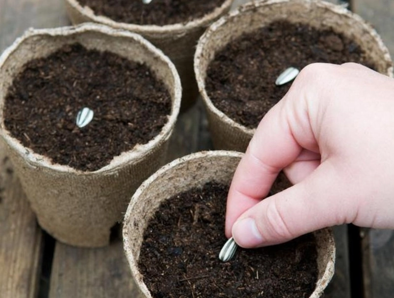 planter des graines de tournesol astuces et conseils