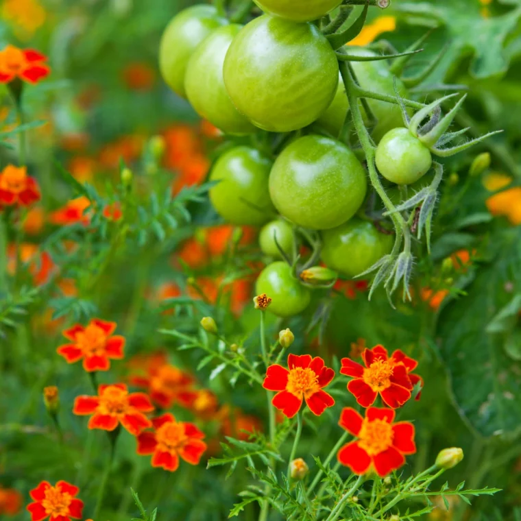 plantes compagnes pour les tomates fleurs oranges tomates vertes