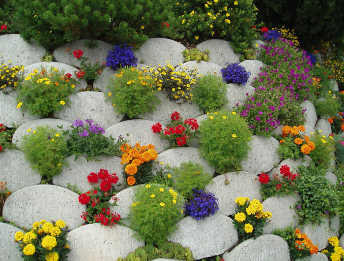 plantes de racilles rampantes des fleures de couleurs entre de gros cailloux blanc