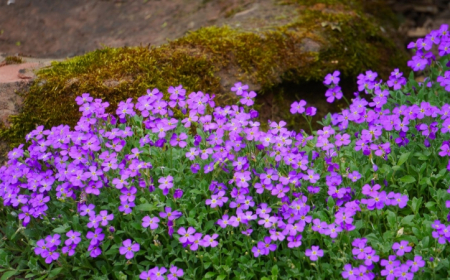 plantes fleuries couvre sol violettes petales jardin mousse