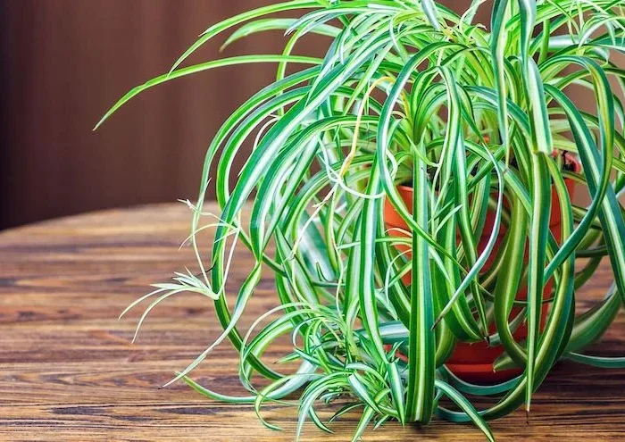 plantes pour rafraichir appartement chlorophytom dans un pot sur une table ne bois