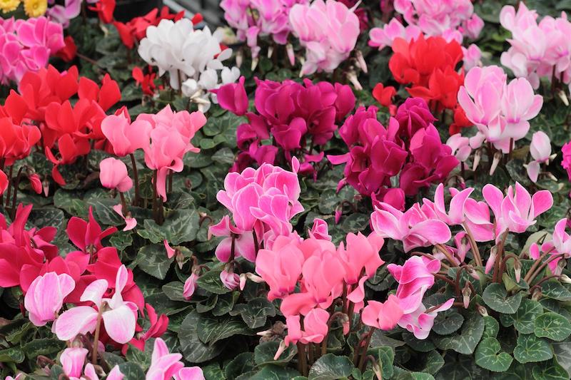 plantes vivaces fleuries cycalmen de couleur rose blanche et rouge