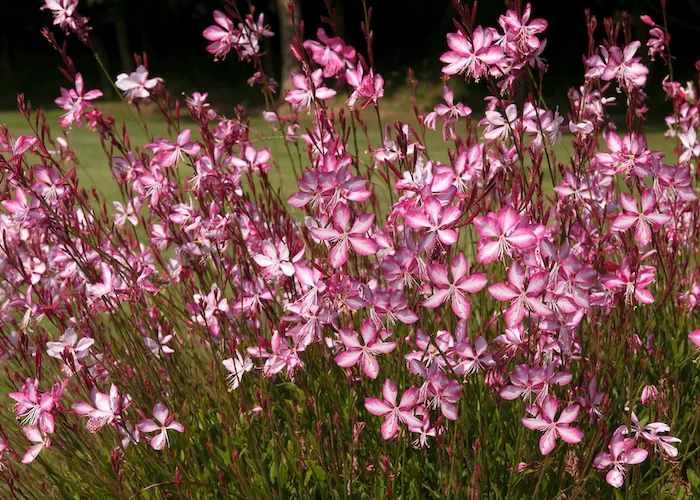 plantes vivaces fleuries tout l'été le gaure avec ses fleurs roses pales dans un jardin