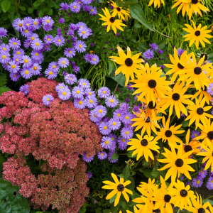 Voici les 7 plantes vivaces fleuries toute l'année : incroyable mais vrai !