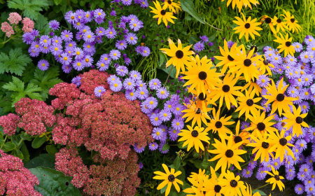 a fall foliage garden