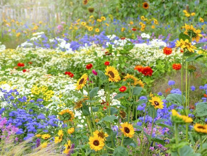 plantes vivaces fleuries toute l'ete un jardin rempli de fleurs de toutes les couleurs jaune rose blue