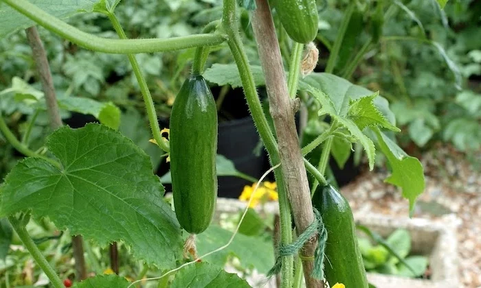 plants de concombres dans un potager