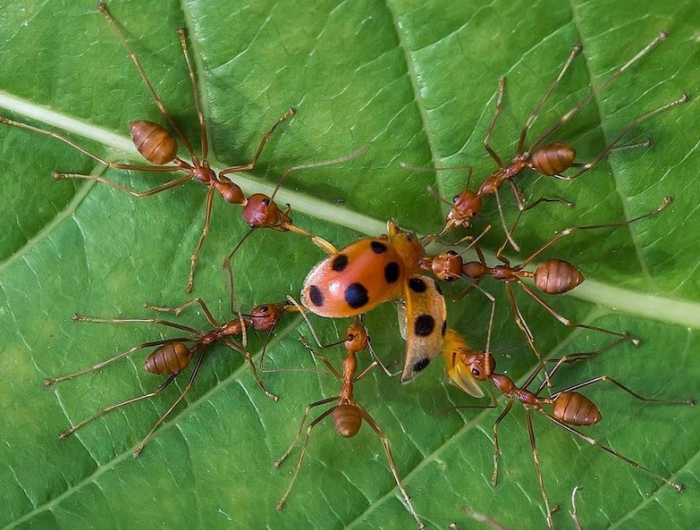 potager envahi de fourmi coccinelle proie de fourmis