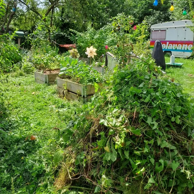 potager tout en verdure un tas de liseron deterre