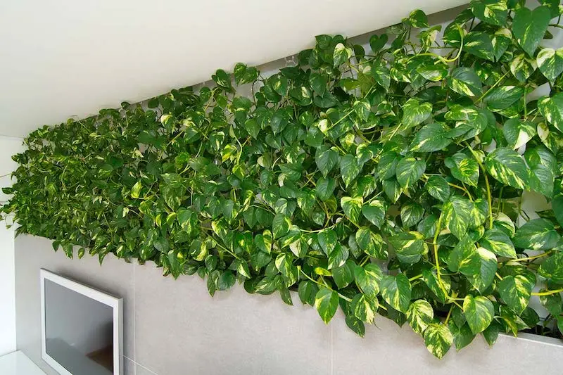 pothos ideal pour nettoyer l air de la maison un lit vegetal vert sur un mur sous le plafond