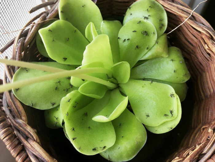 pourquoi j ai des moucherons chez moi humidité et effet sur les plantes