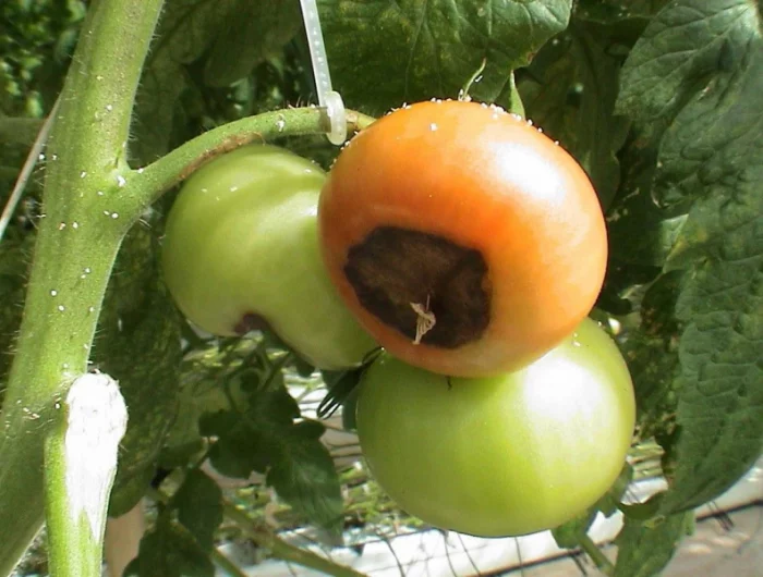 pourquoi le bout de mes tomates devien noir tomates rouges et vertes avec un cul noir
