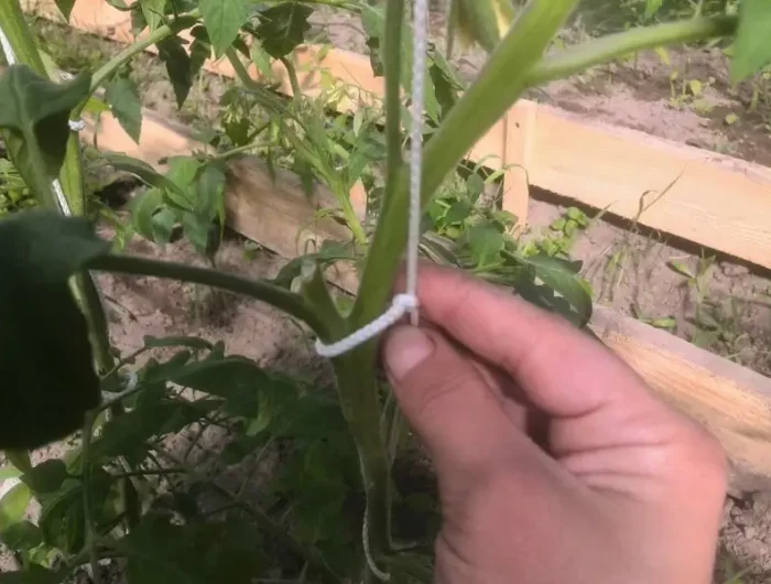 pourquoi les tomates ne deviennent pas rouges main levant la tige de tomates