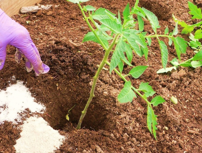 pourquoi les tomates ne rougissent pas cette anne pourquoi les tomates ne rougissent pas cette anne