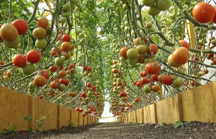 pourquoi les tomates ne rougissent pas sous serre tomates dans une serre