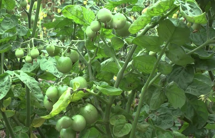 pourquoi les tomates ne rougisset elles pied de tomates vertes epais