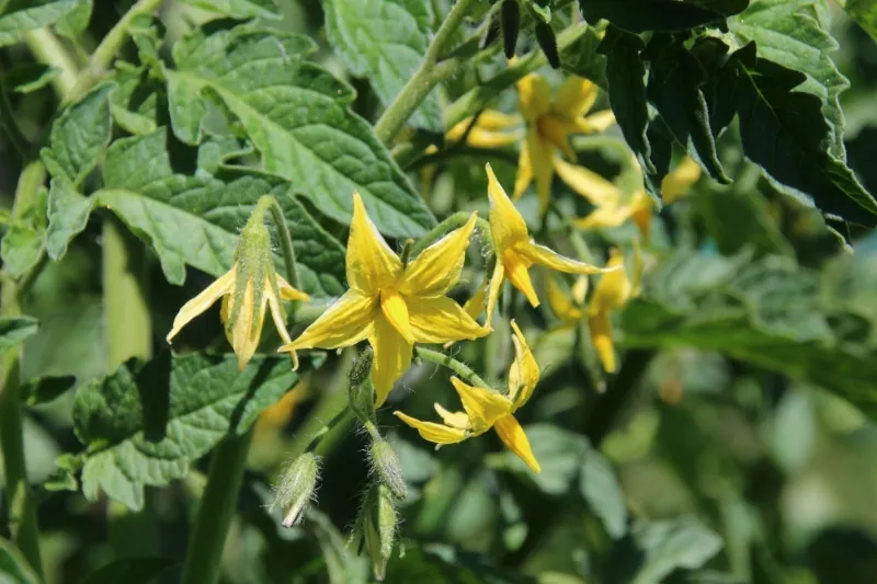 Pourquoi mes tomates ne font pas de fruits