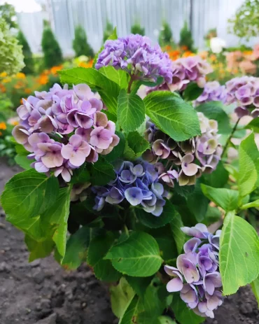 pourquoi mon hortensia ne fleurit pas et comment le traiter