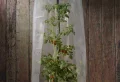 Comment protéger les tomates de la pluie et du soleil ? 7 techniques absolument indispensables !