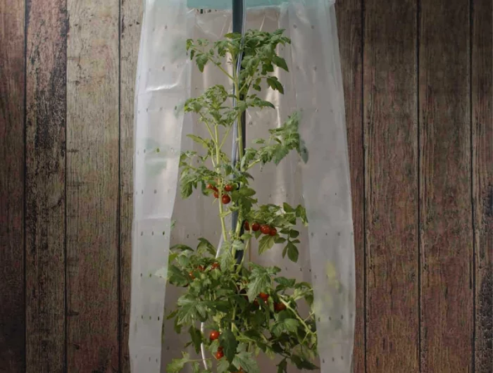 protéger les tomates de la pluieprotection des tomates avec du plastic