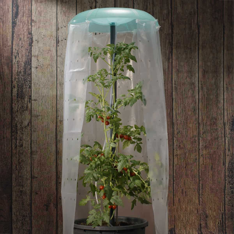 protéger les tomates de la pluieprotection des tomates avec du plastic