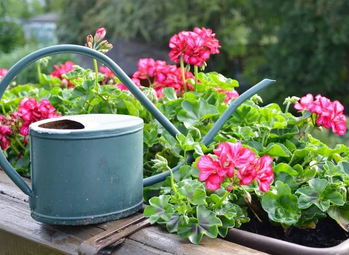 quand arroser les geraniums un arroisoir sur un balcon avec des plantes fleurs roses et feuilles vertes