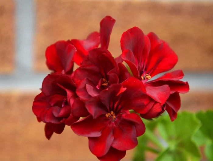 quand ressortir les geraniums magnifique geranium rouge